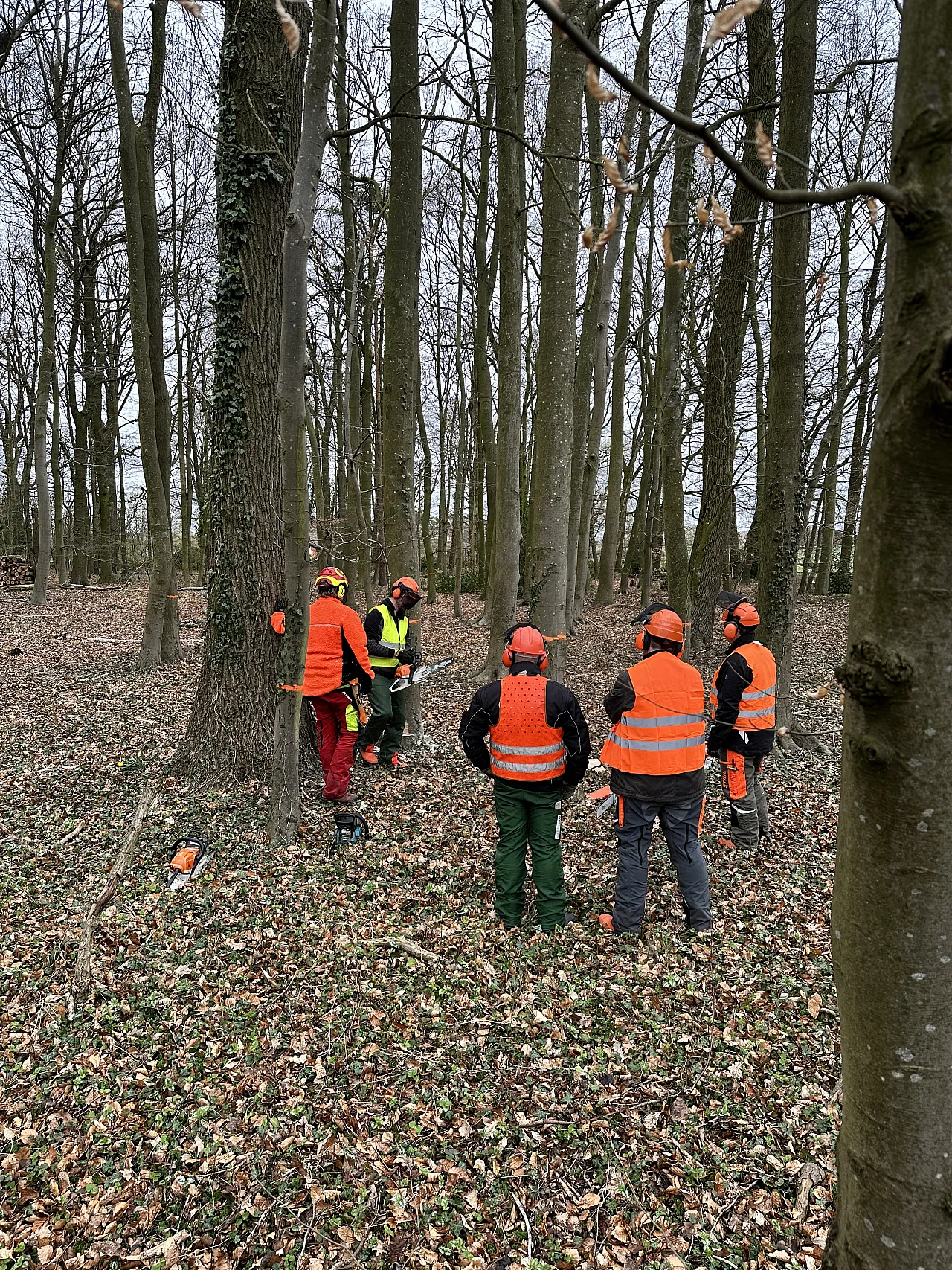 Teilnehmer eines Motorsägenkurses im Wald