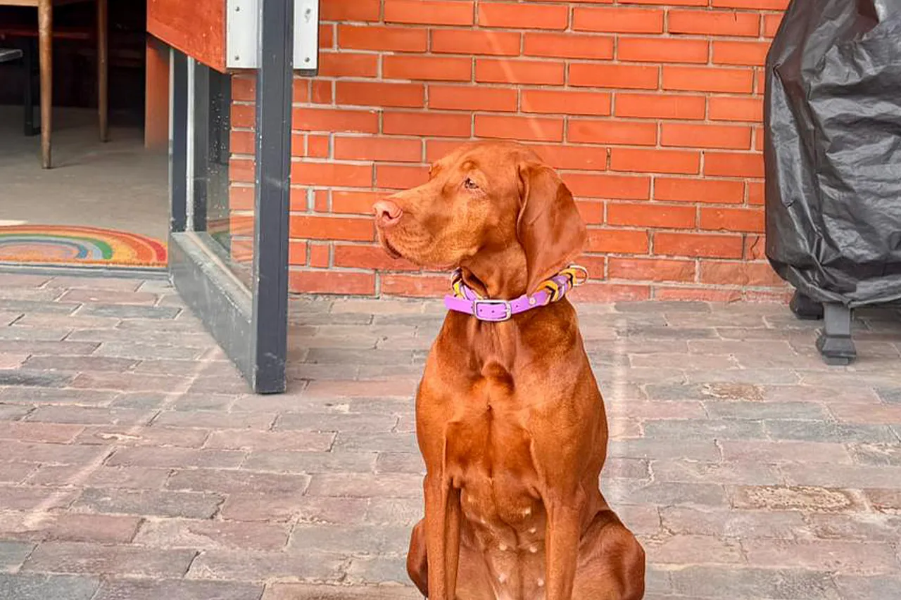 Hund Bella macht Platz
