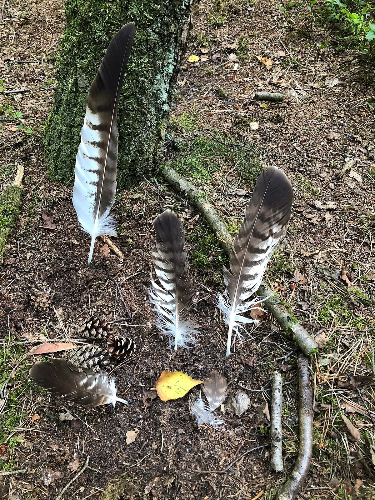 waldabenteuer